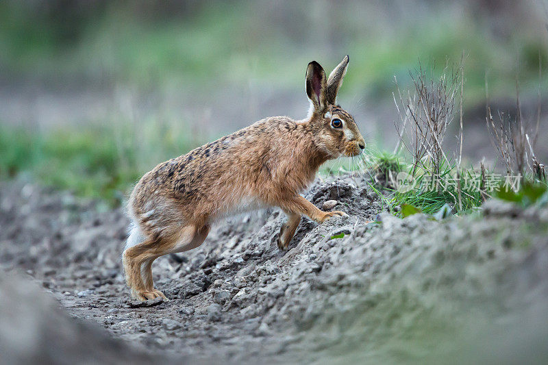 欧洲野兔(Lepus europaeus)，褐兔。